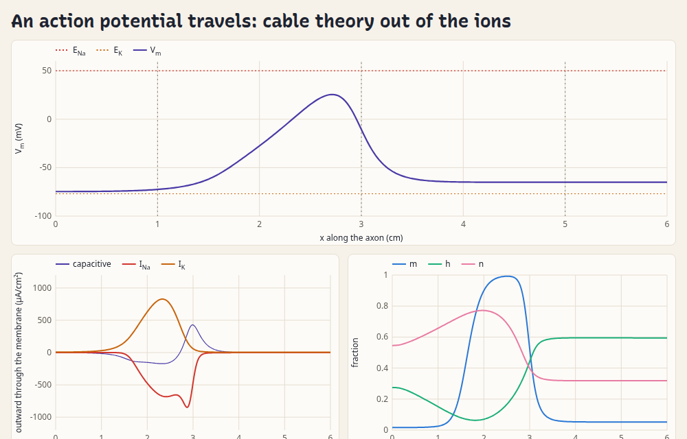 an action potential travelling along an axon